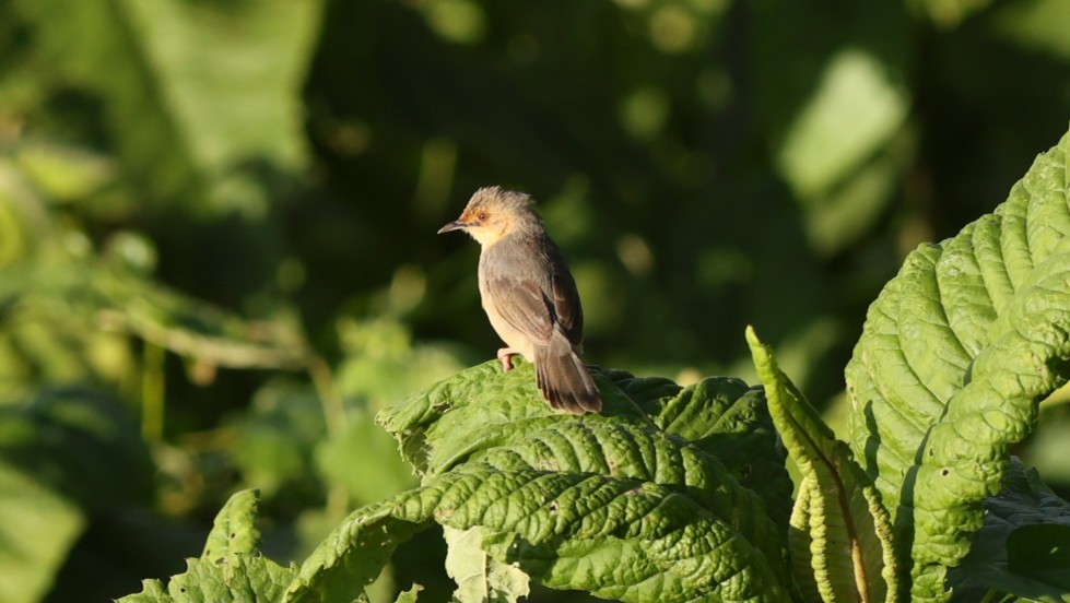 Red-faced Cisticola - ML642580379