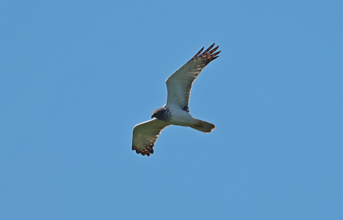 チュウヒ - ML642580414