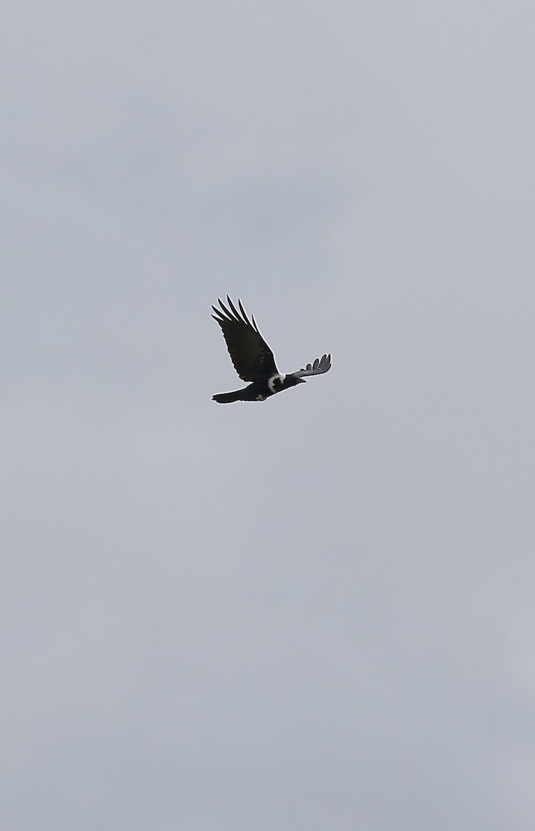Collared Crow - ML642580416