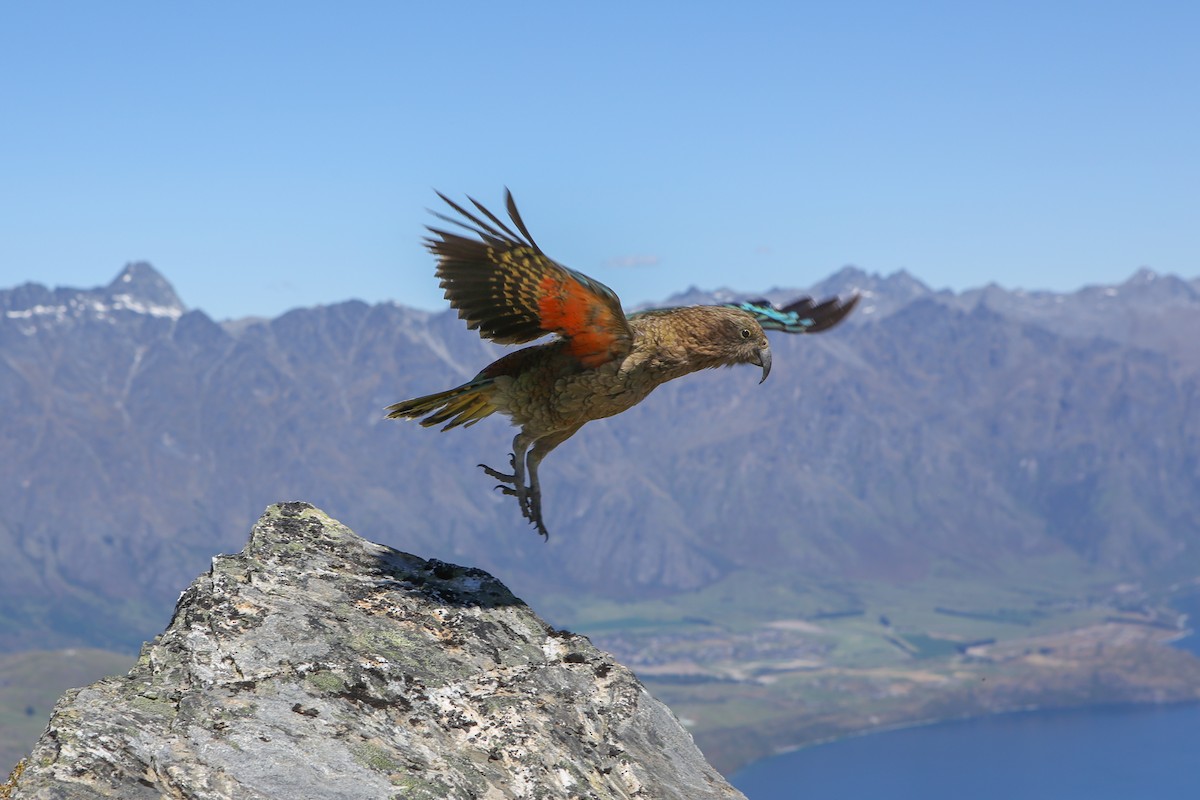 Kea - ML642580421