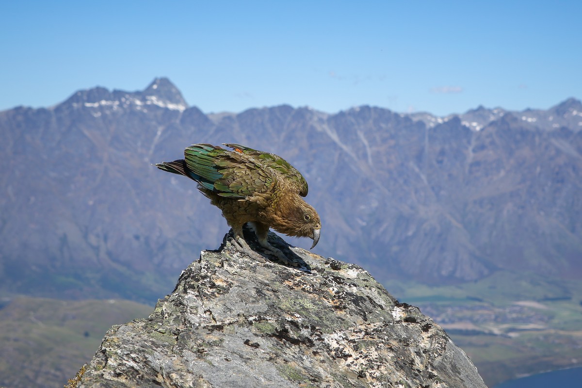 Kea - ML642580423