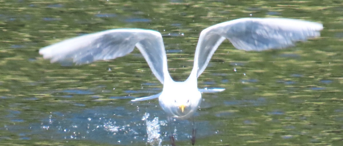 Glaucous-winged Gull - ML642580495