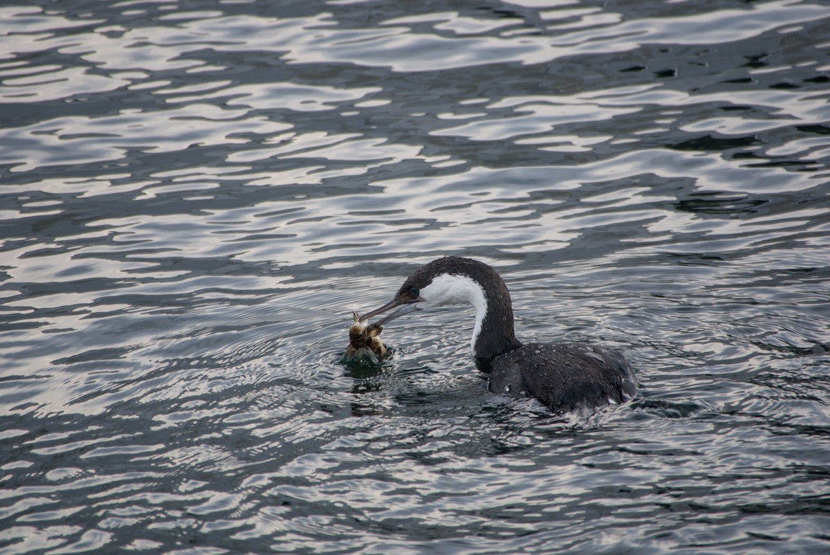 Black-faced Cormorant - ML642580497