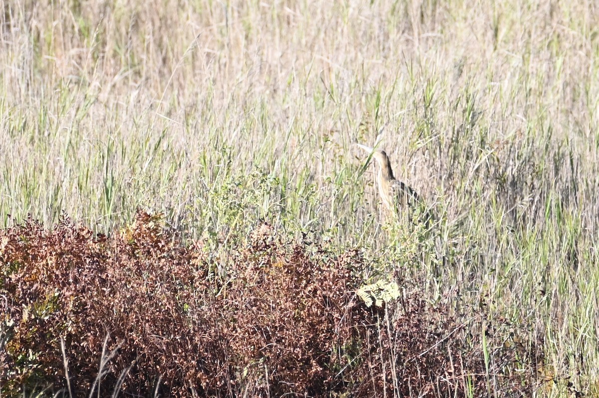 American Bittern - ML642580503