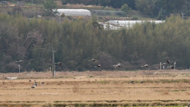 hvithodetrane - ML642580504