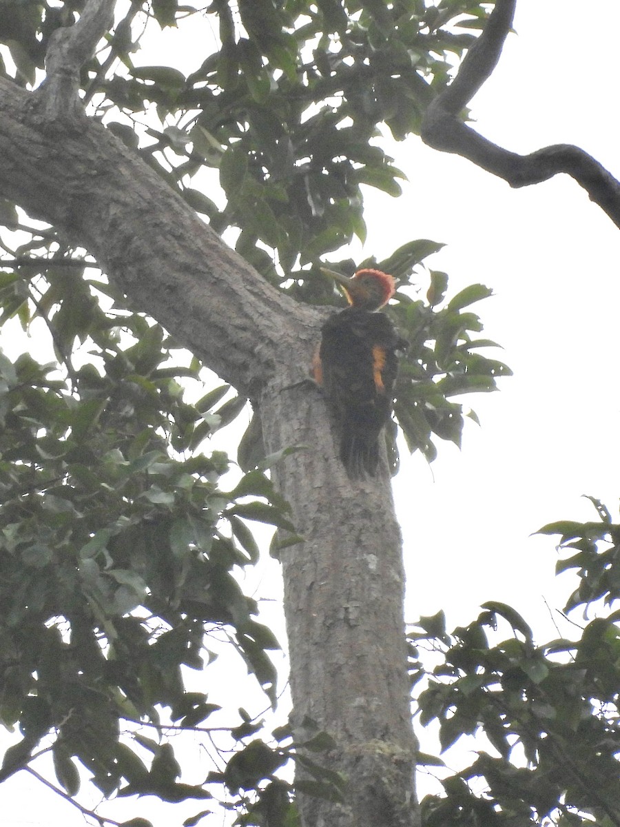 Orange-backed Woodpecker - ML642580526