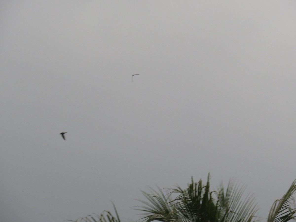 dark swiftlet sp. - ML642580535