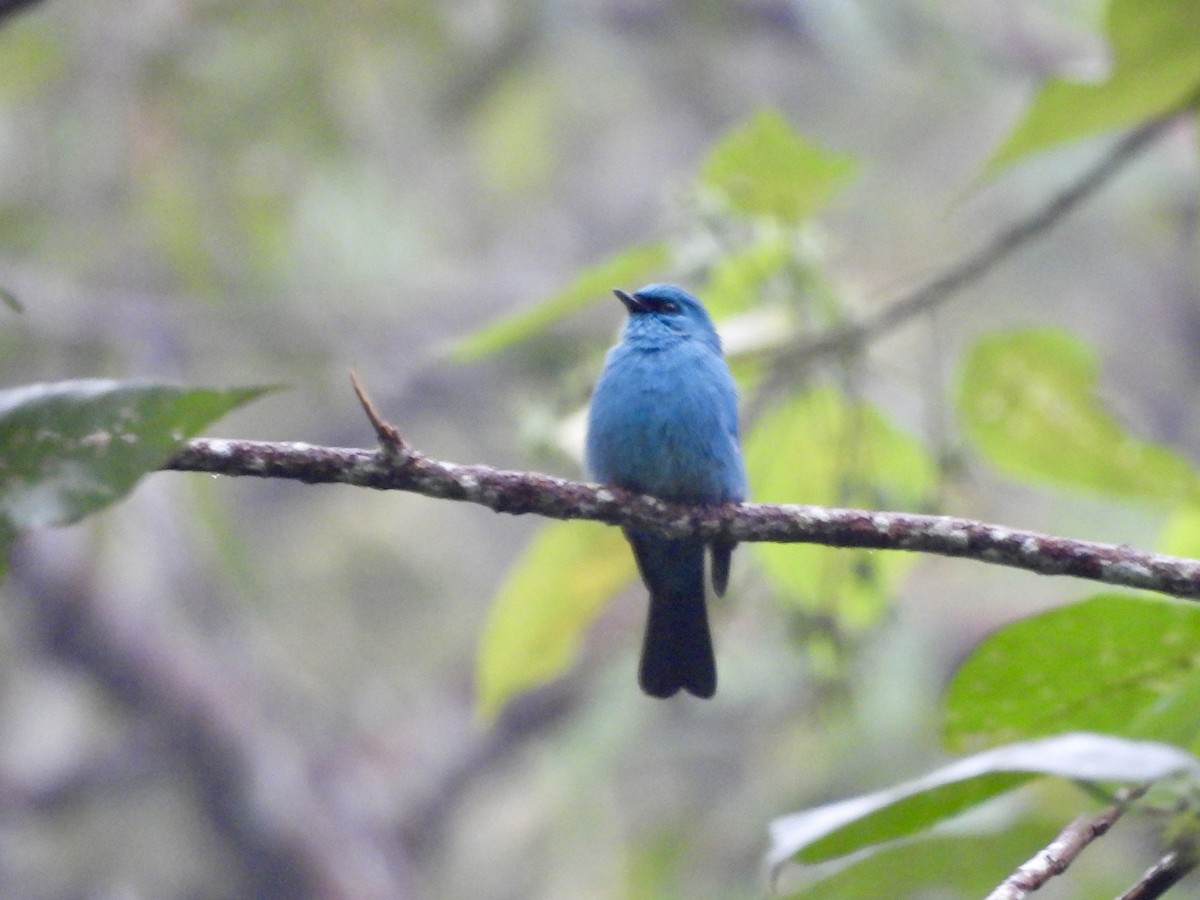 Verditer Flycatcher - ML642580536