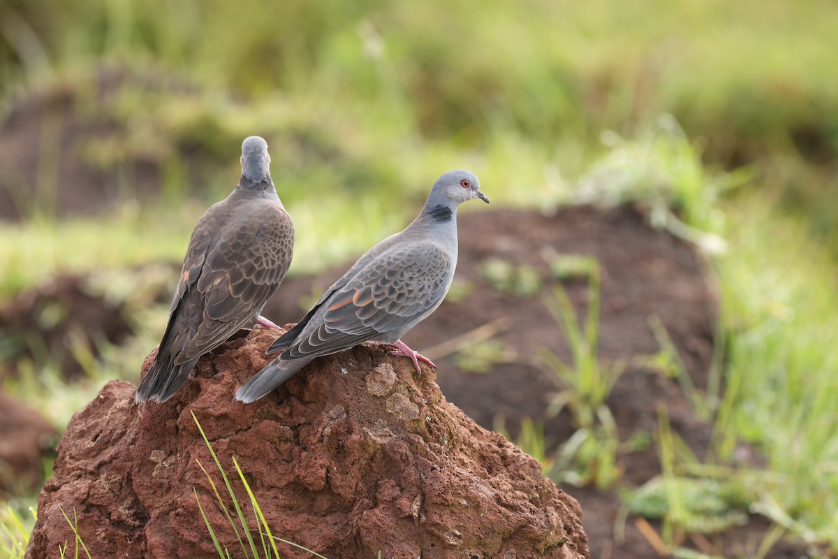 Dusky Turtle-Dove - ML642580538