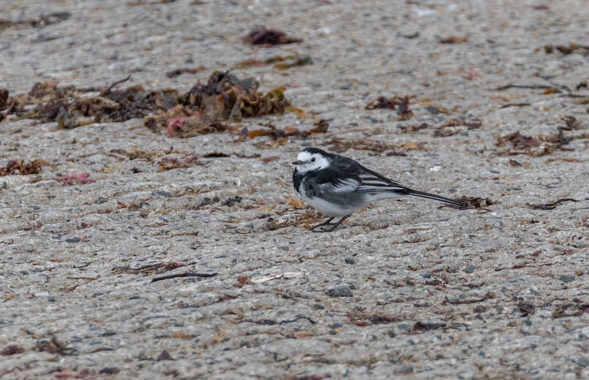 White Wagtail (British) - ML642580571