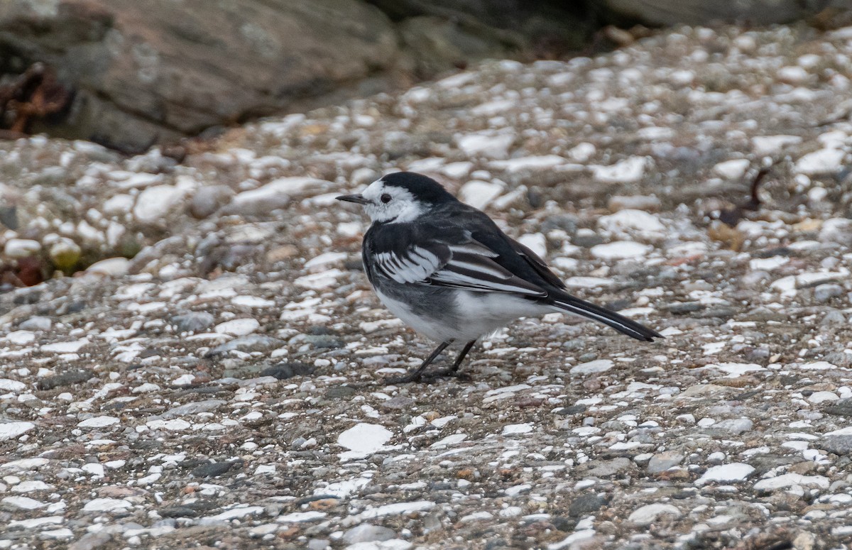 White Wagtail (British) - ML642580572