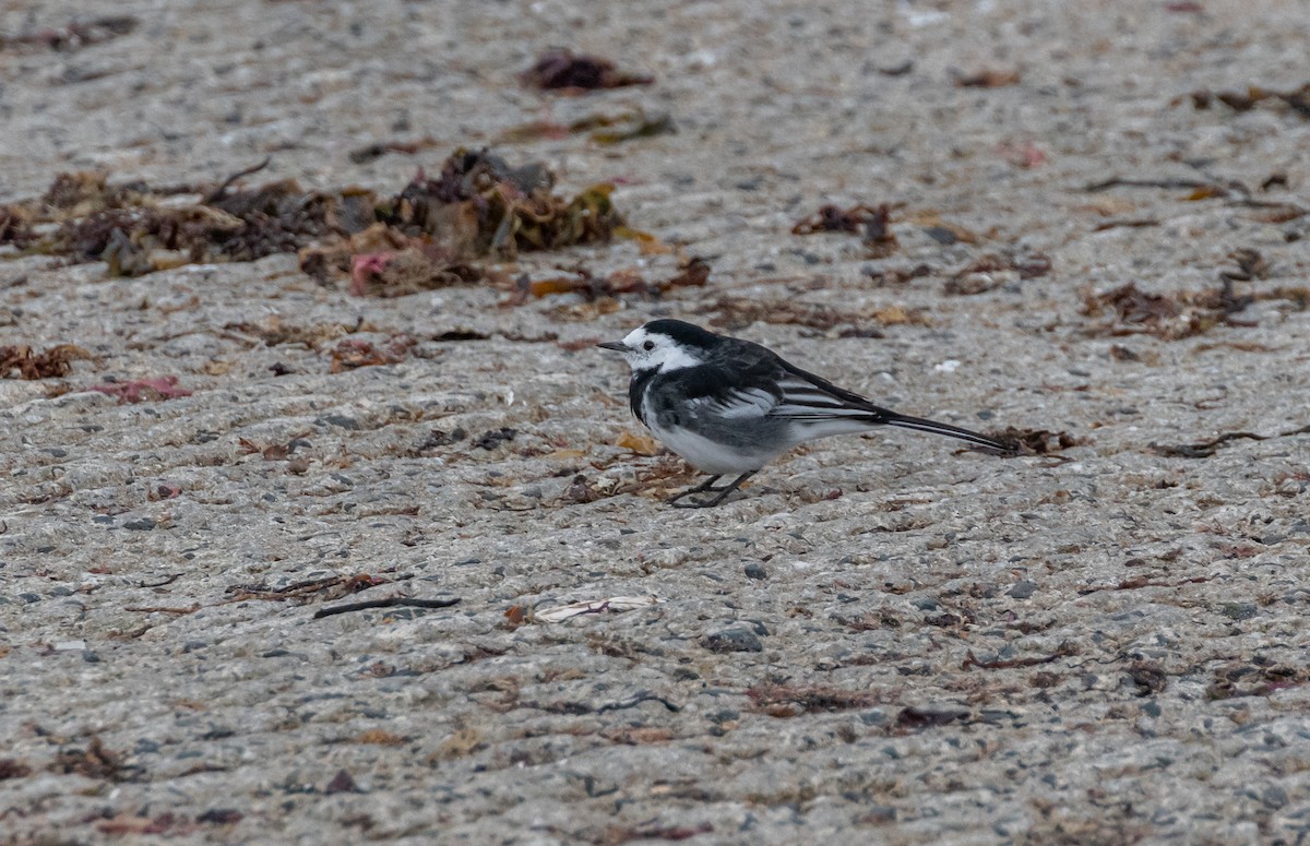 White Wagtail (British) - ML642580573
