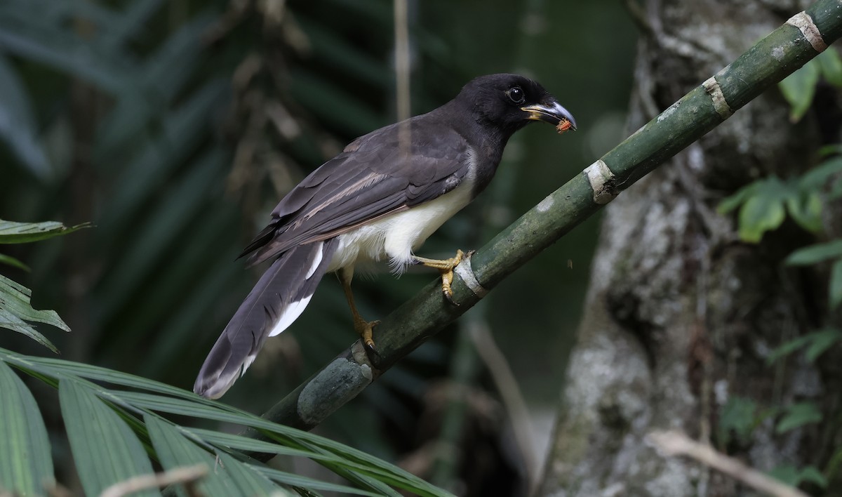 Brown Jay - ML642580576