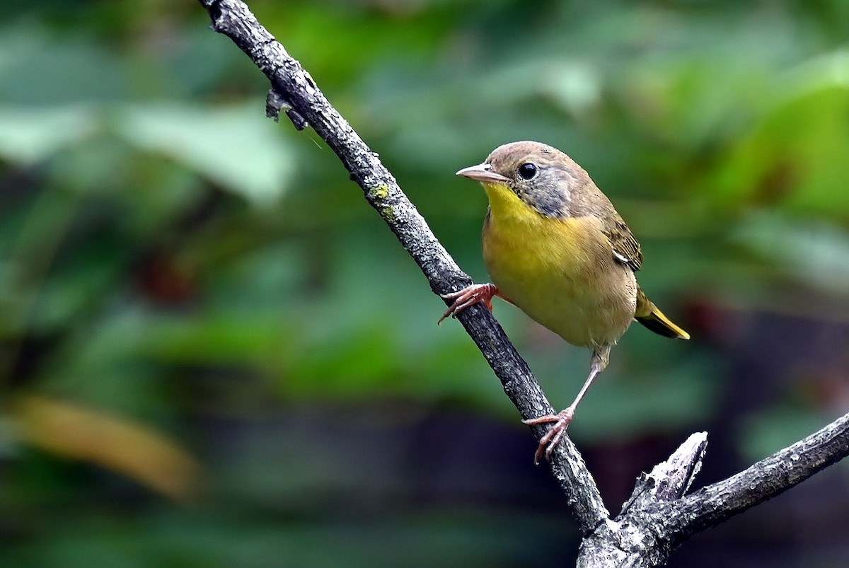 Common Yellowthroat - ML642580599