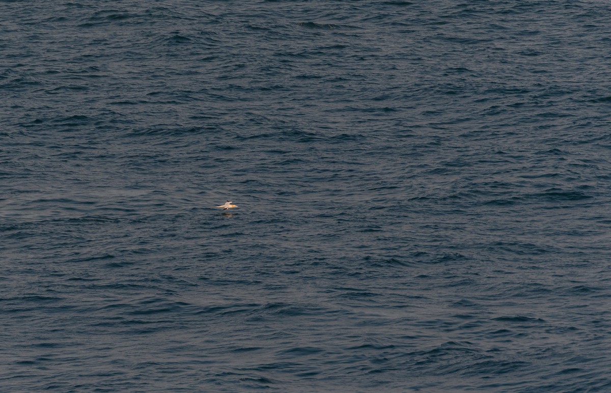Northern Gannet - ML642580604