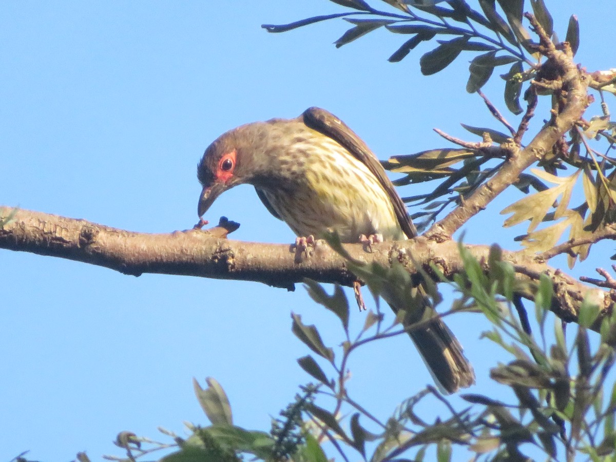 Australasian Figbird - ML642580642