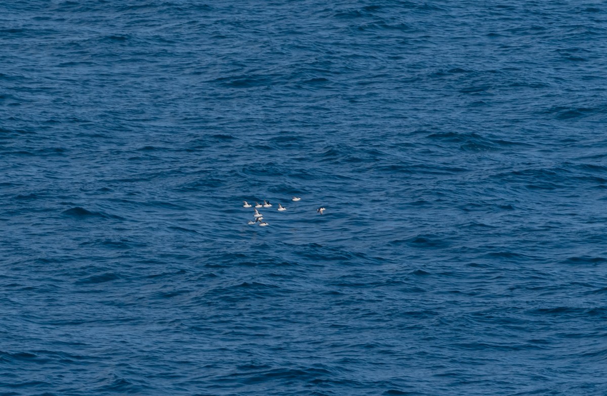 Razorbill - ML642580646