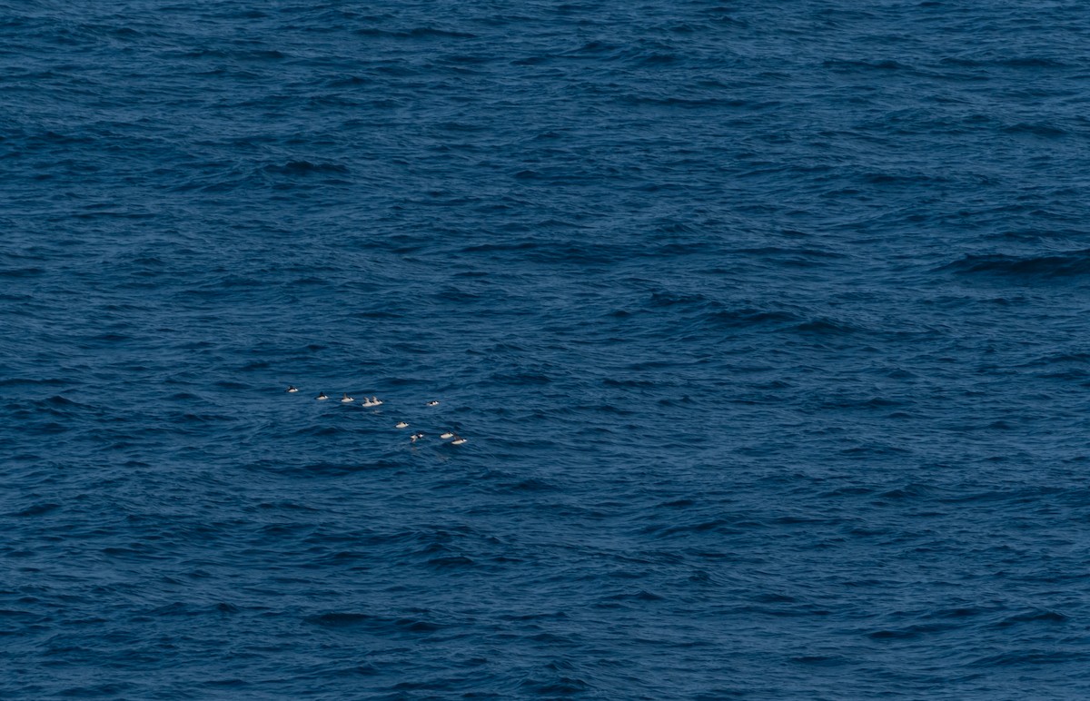 Razorbill - ML642580647