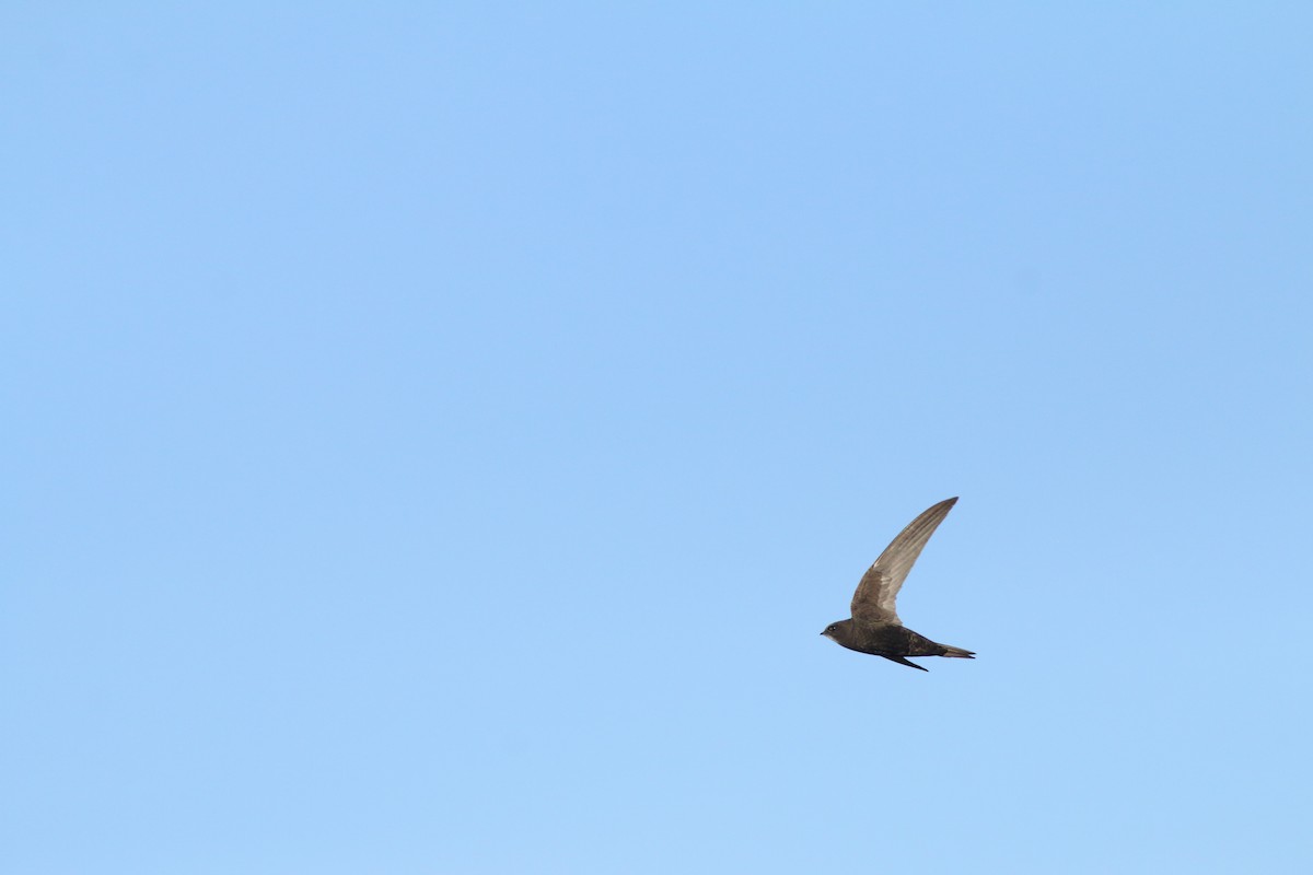 Common Swift - ML642580648