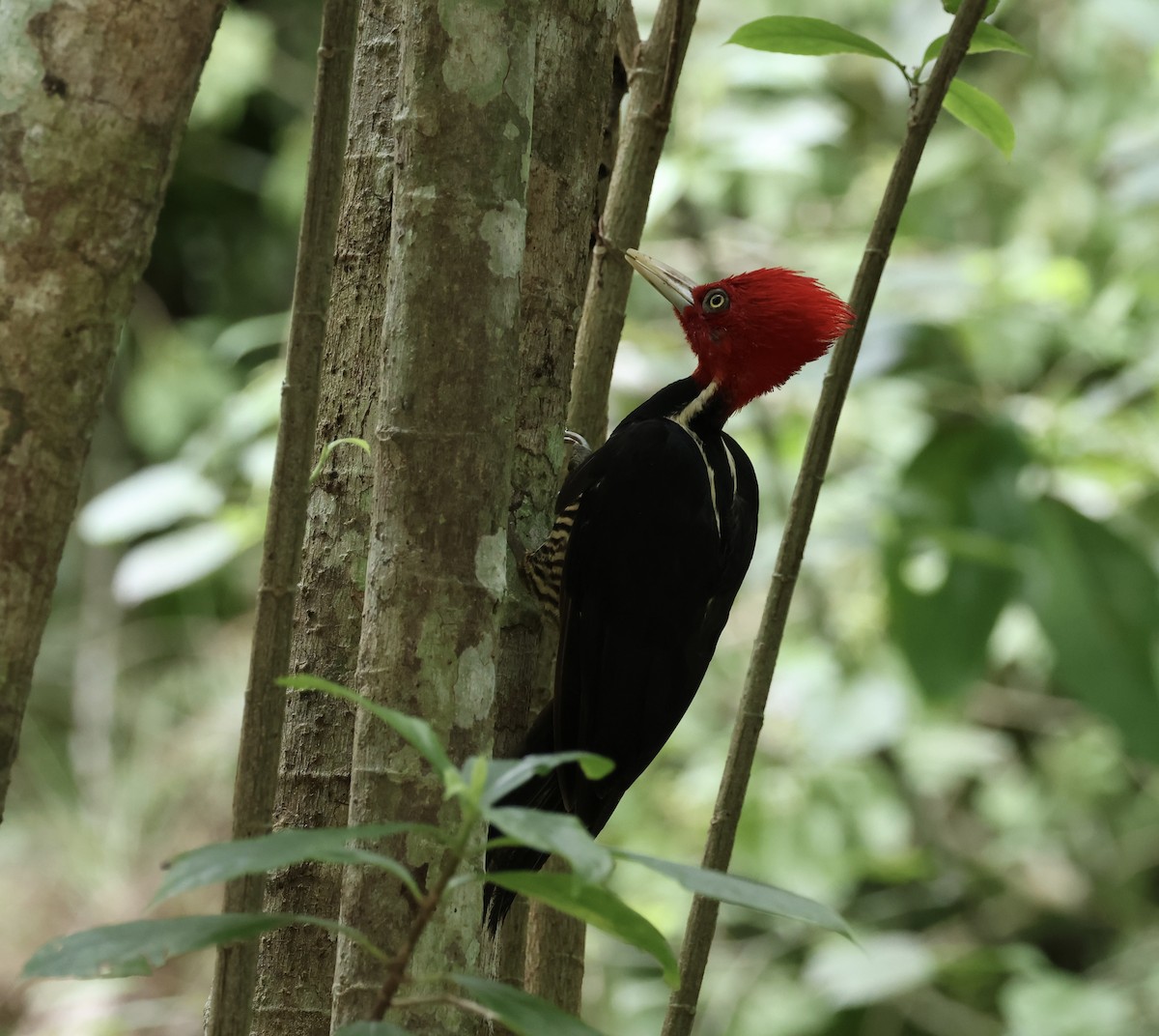 Pale-billed Woodpecker - ML642580649
