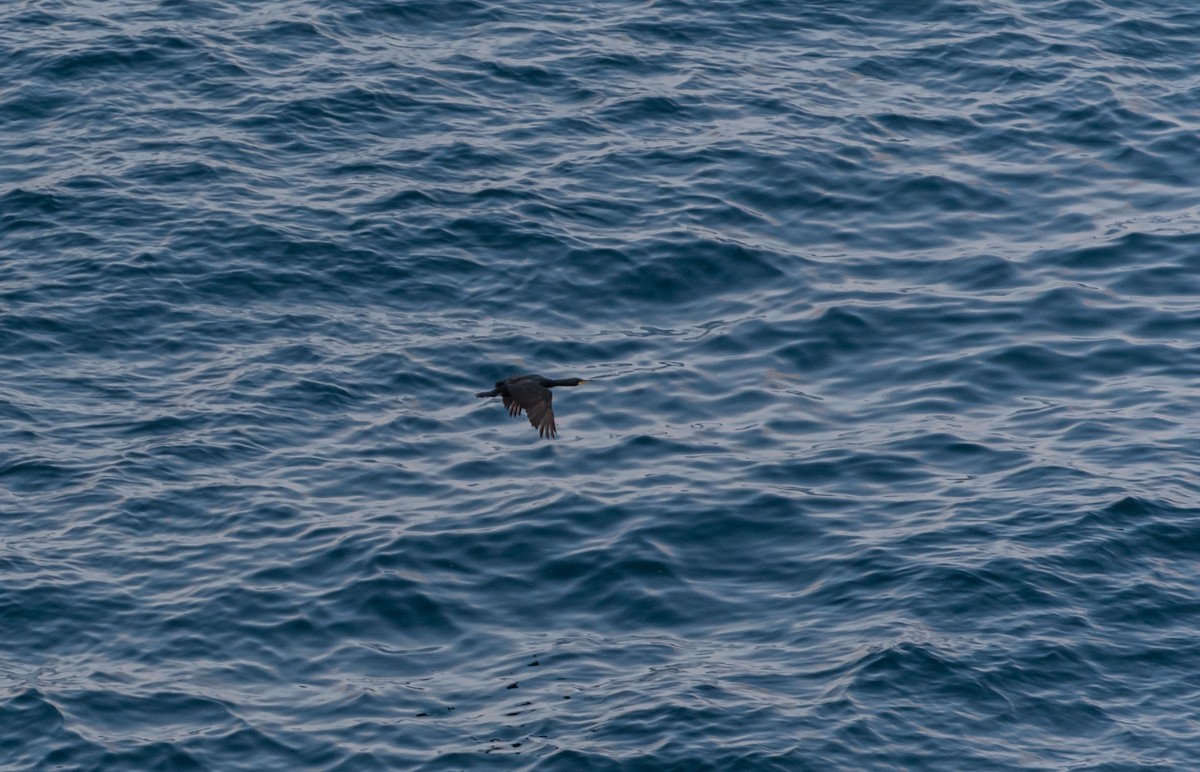 European Shag - ML642580663