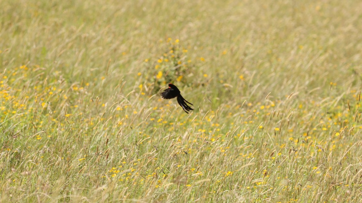 Red-cowled Widowbird - ML642580678