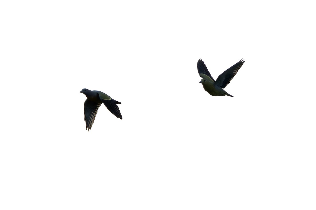 Pink-necked Green-Pigeon - ML642580679