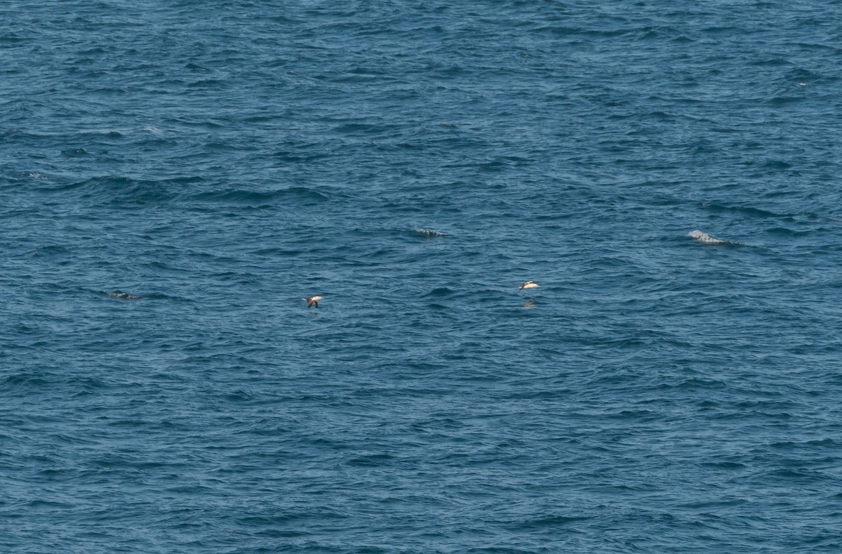 Northern Gannet - ML642580680