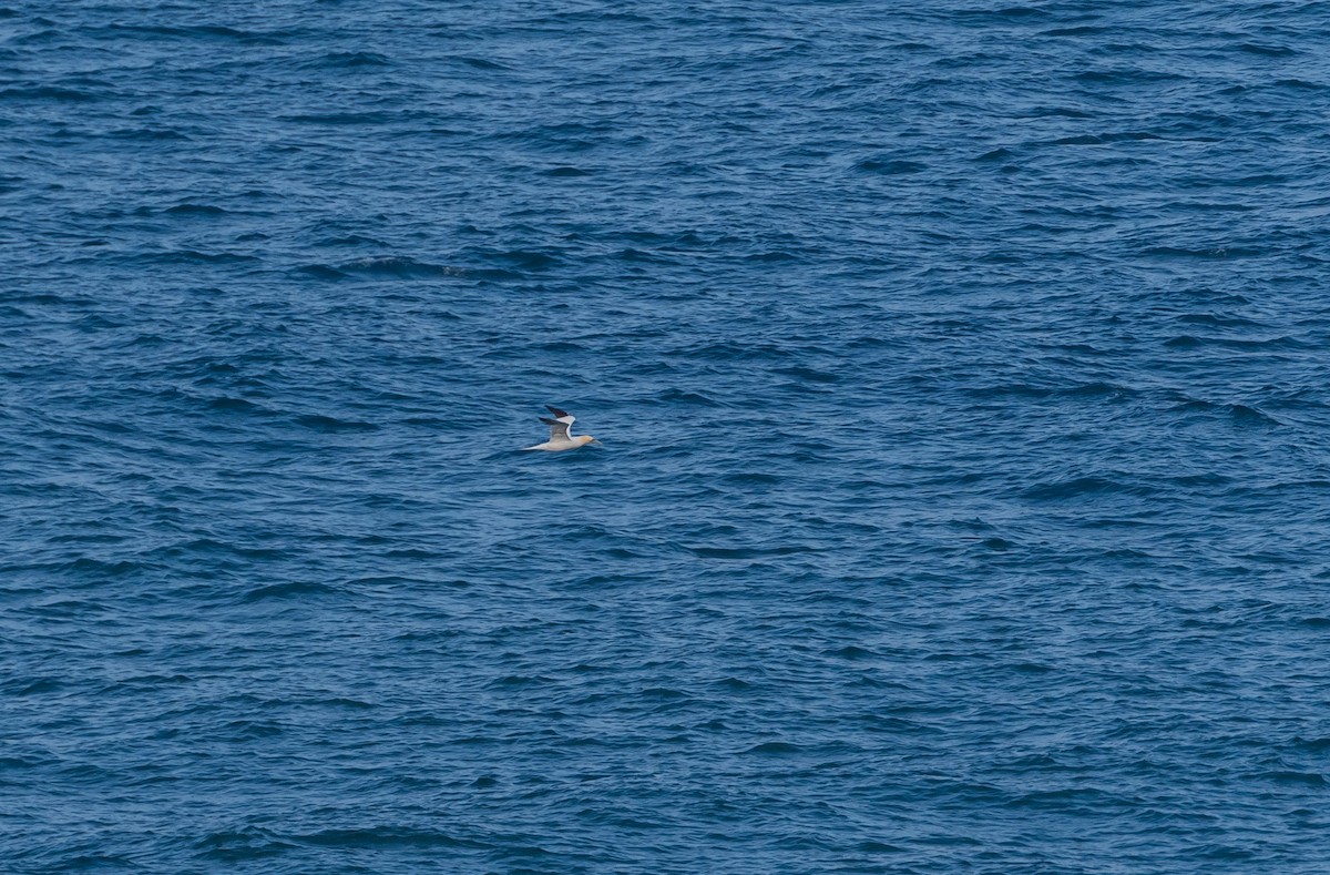 Northern Gannet - ML642580681