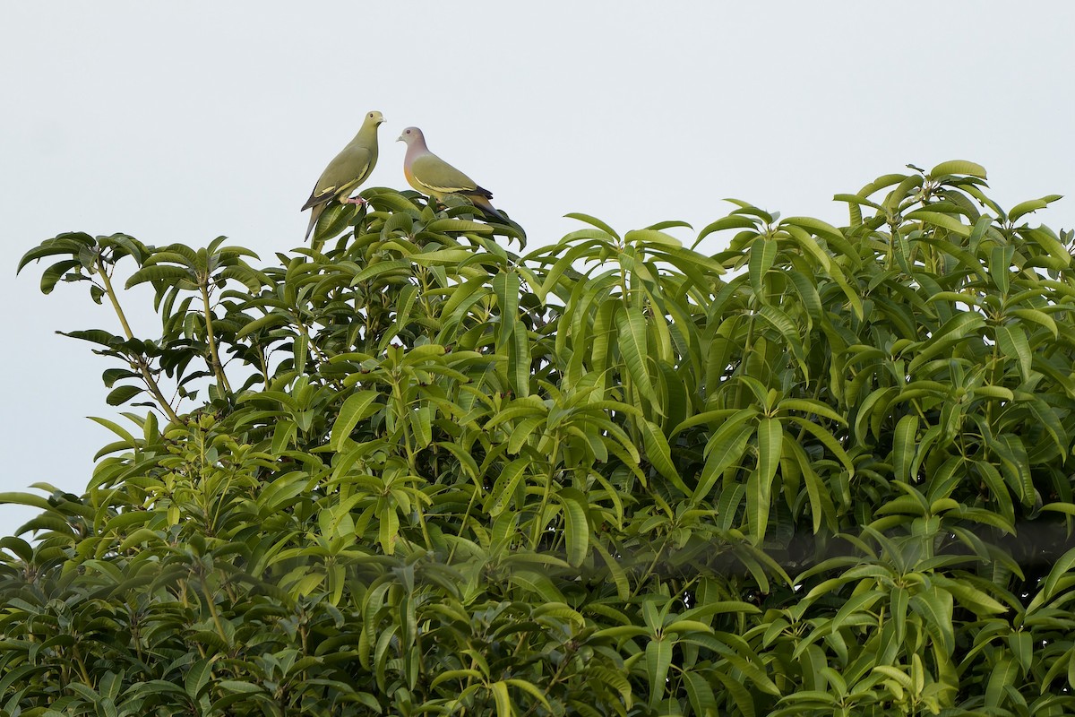 Pink-necked Green-Pigeon - ML642580682