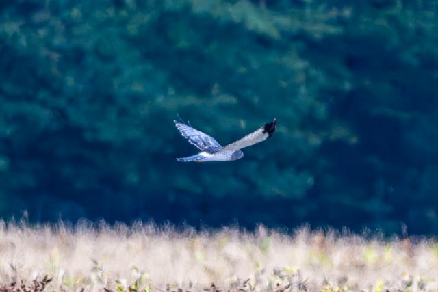 Northern Harrier - ML642580683
