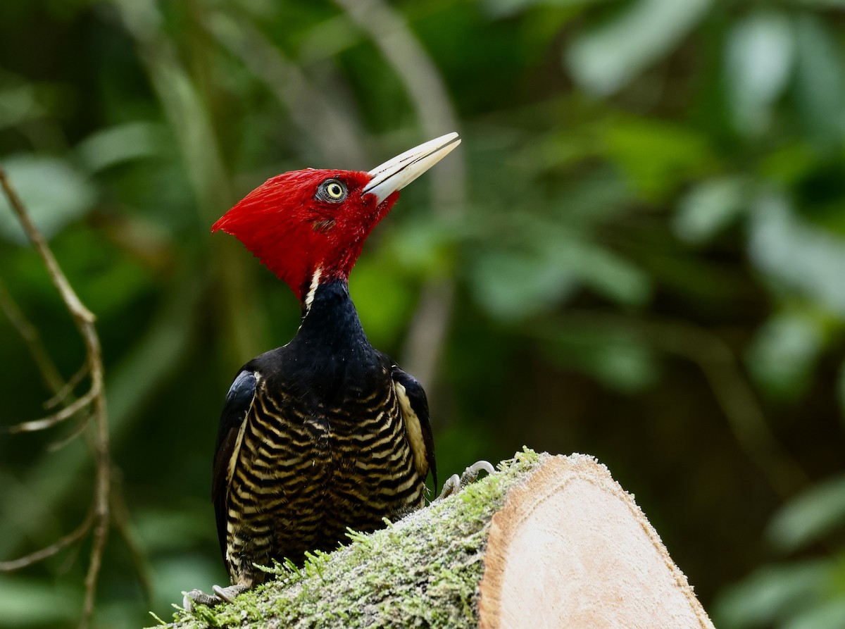 Pale-billed Woodpecker - ML642580693