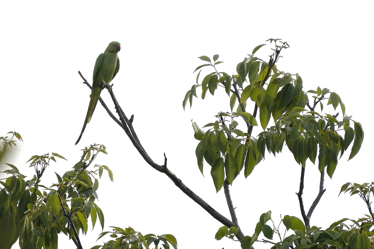 Rose-ringed Parakeet - ML642580696