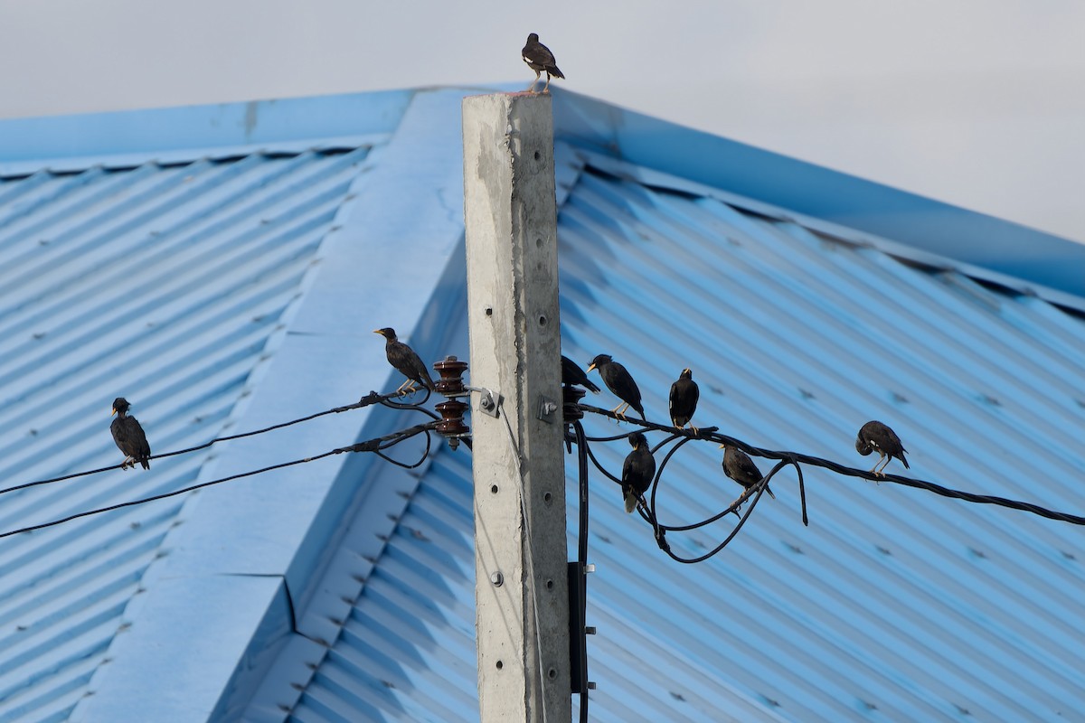 Great Myna - ML642580697