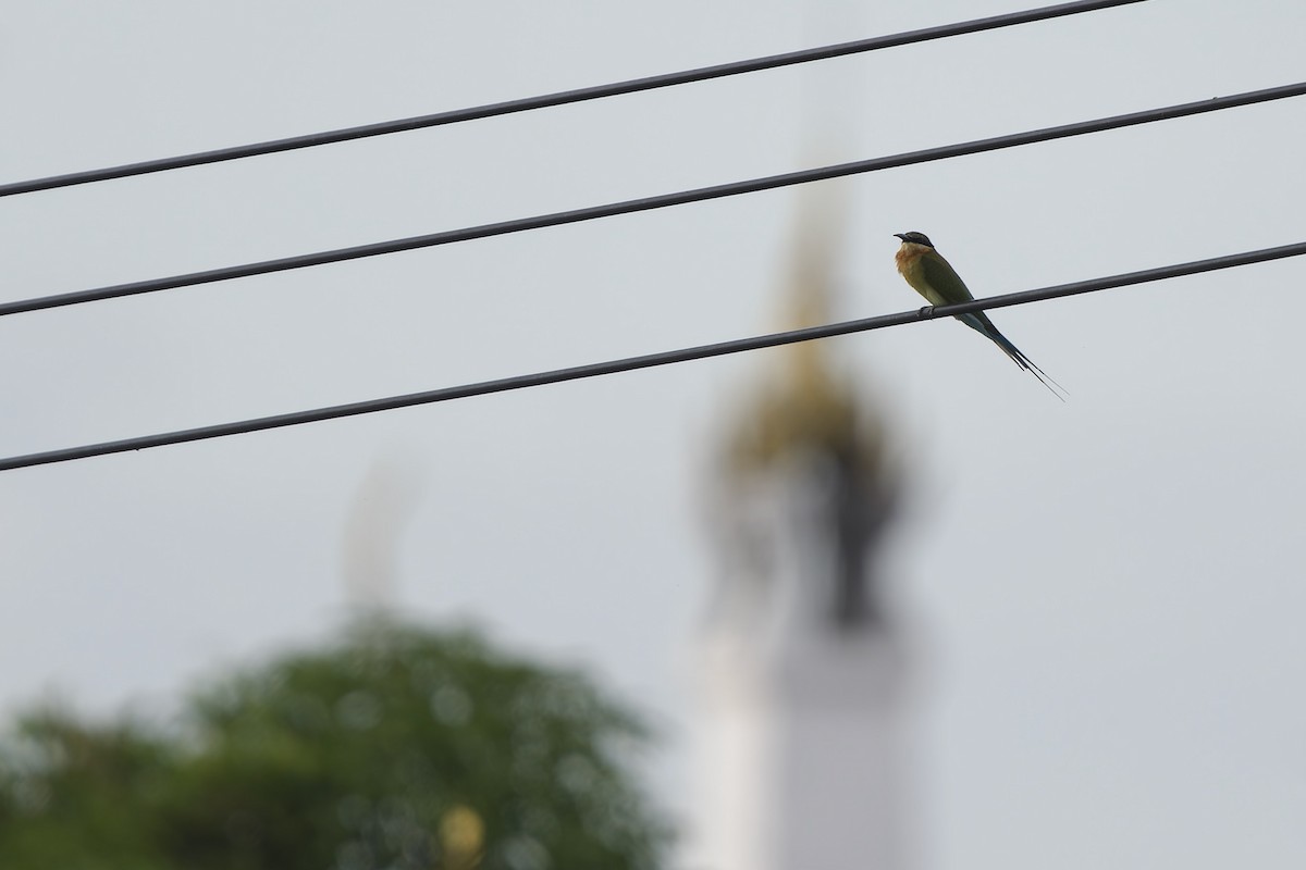 Blue-tailed Bee-eater - ML642580703