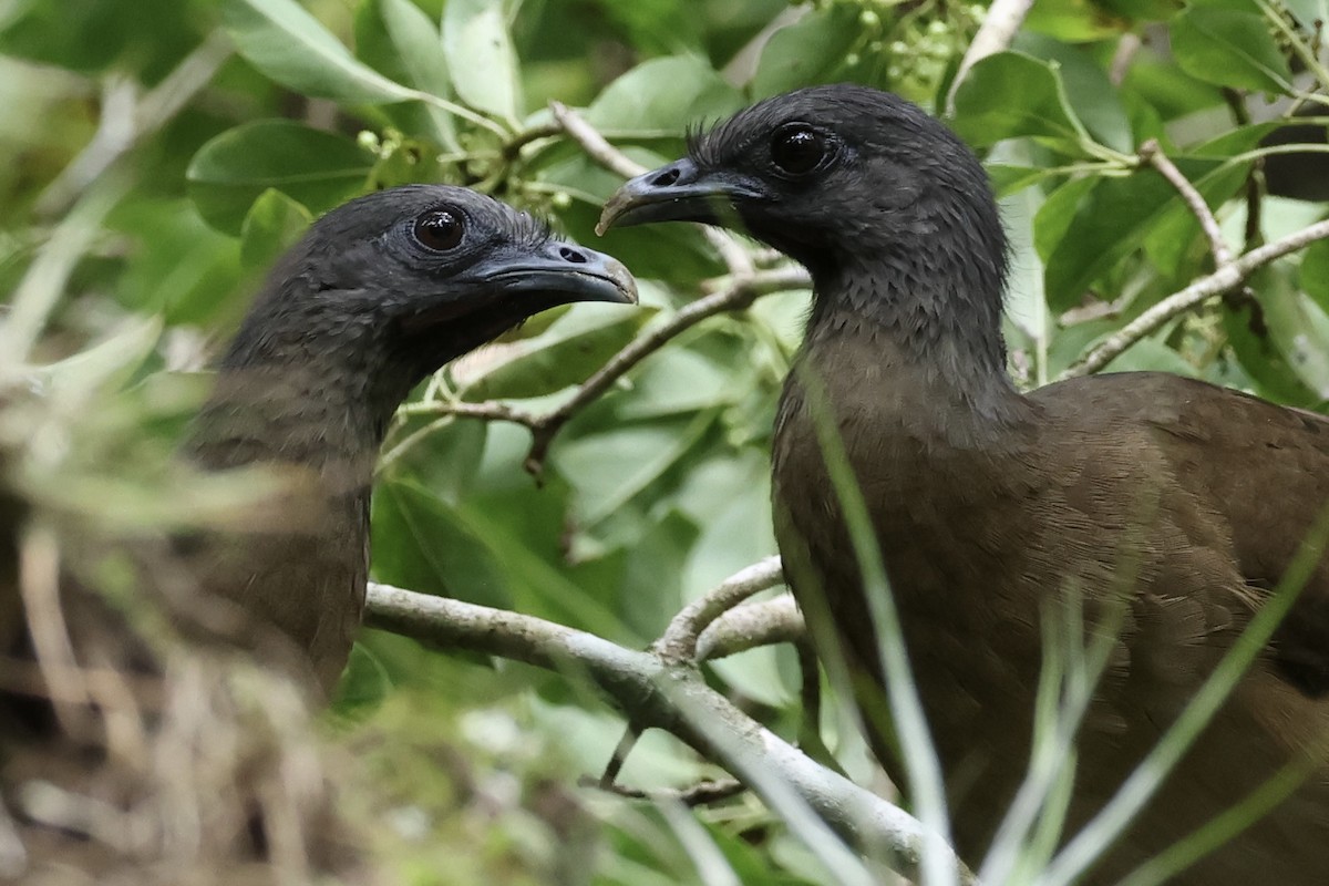 Plain Chachalaca - ML642580704