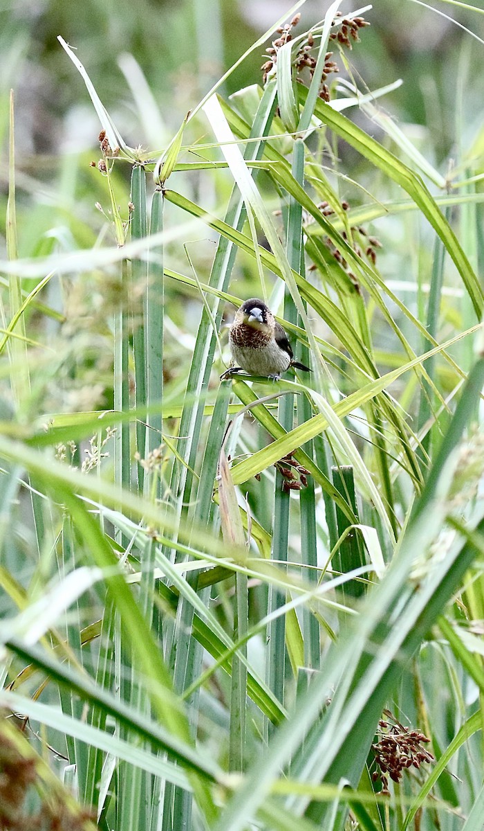 White-rumped Munia - ML642580714