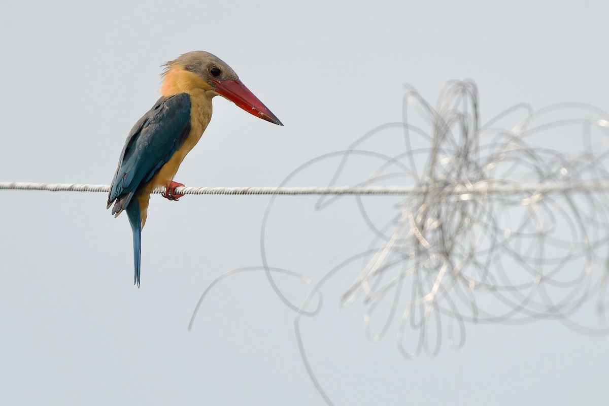 Stork-billed Kingfisher - ML642580719