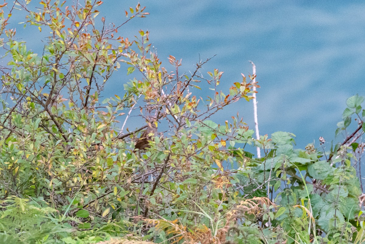 Dunnock - ML642580731