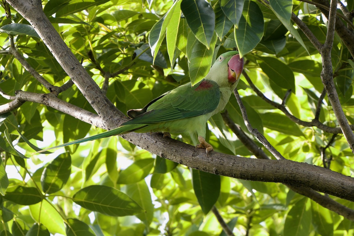 Alexandrine Parakeet - ML642580732