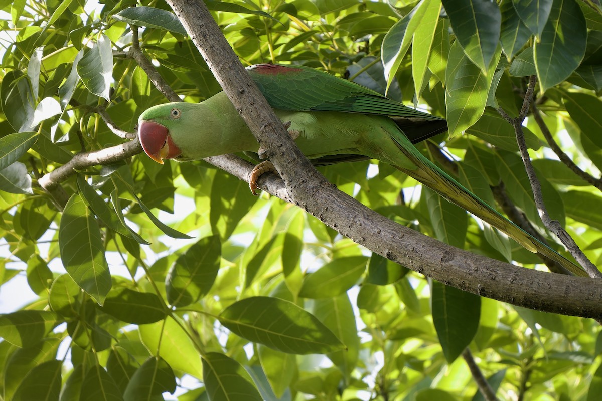 Alexandrine Parakeet - ML642580733