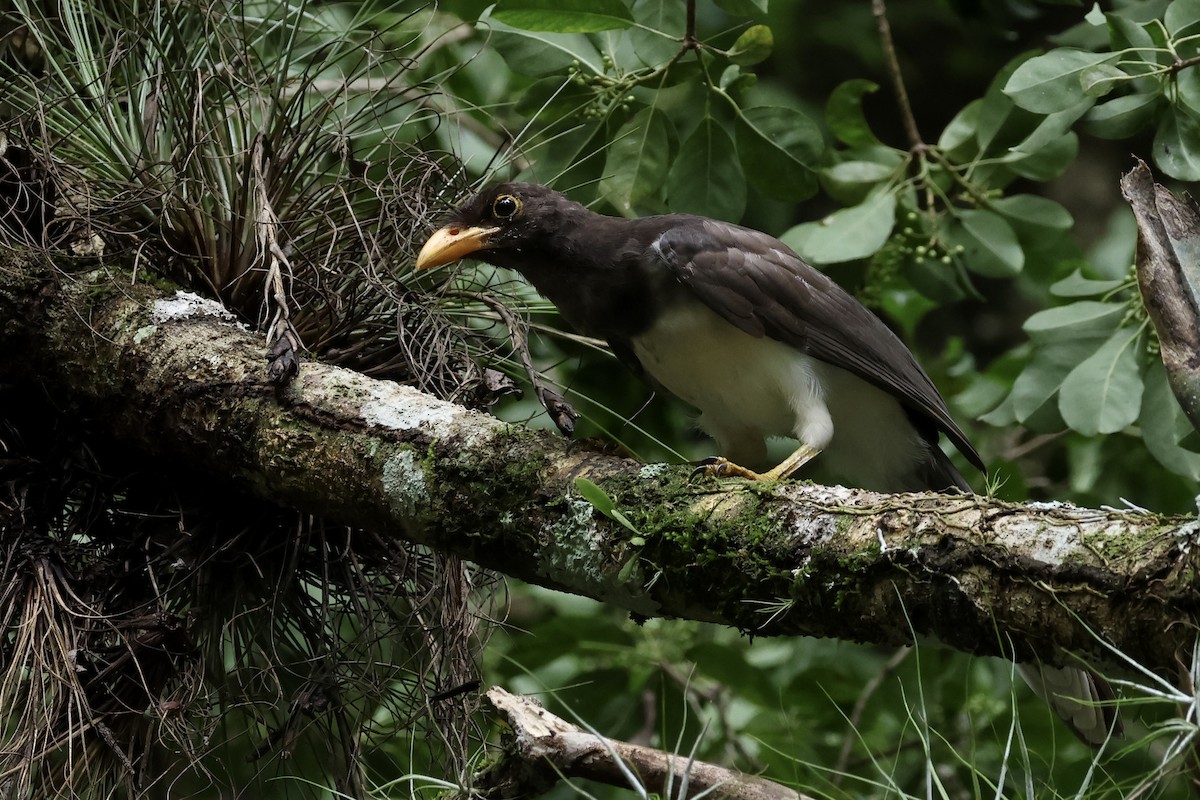 Brown Jay - ML642580734