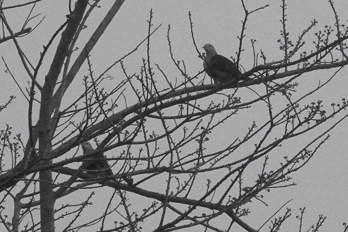 Black-backed Fruit-Dove - ML642580735