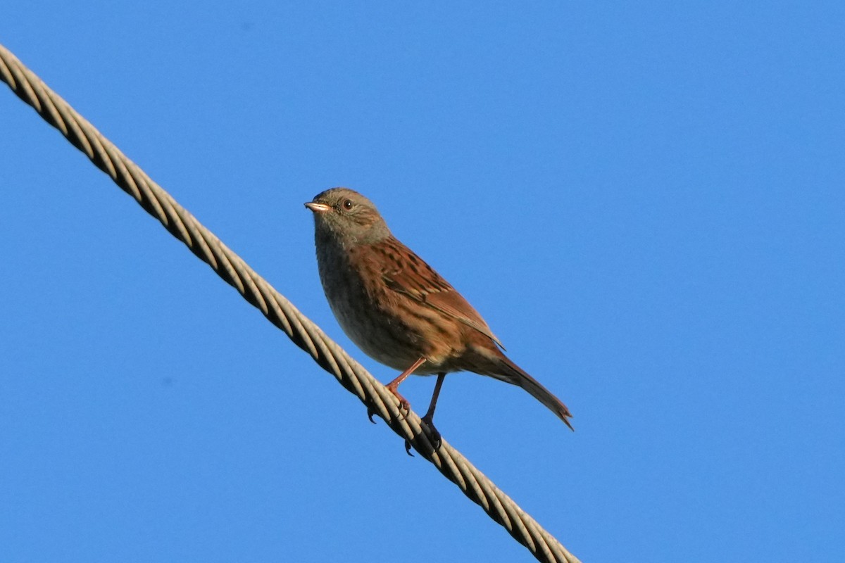 Dunnock - ML642580736