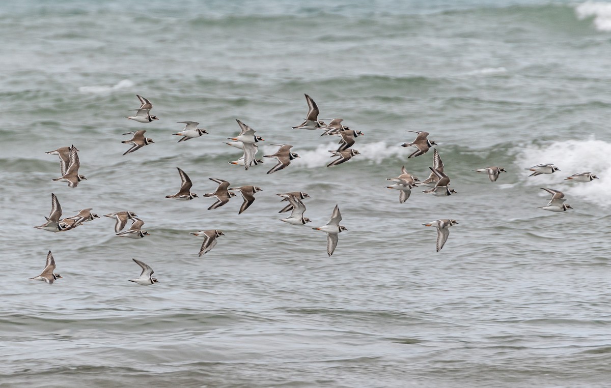 Common Ringed Plover - ML642580788