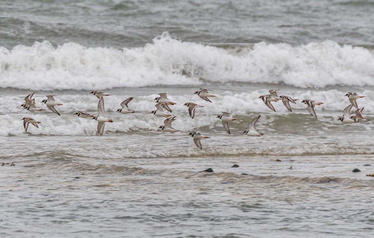 Common Ringed Plover - ML642580789