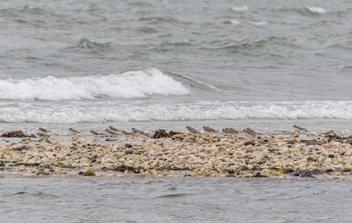 Common Ringed Plover - ML642580790