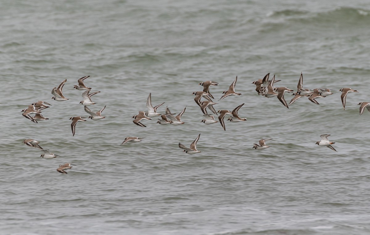 Common Ringed Plover - ML642580791