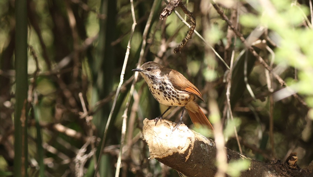 Spotted Morning-Thrush - ML642580800
