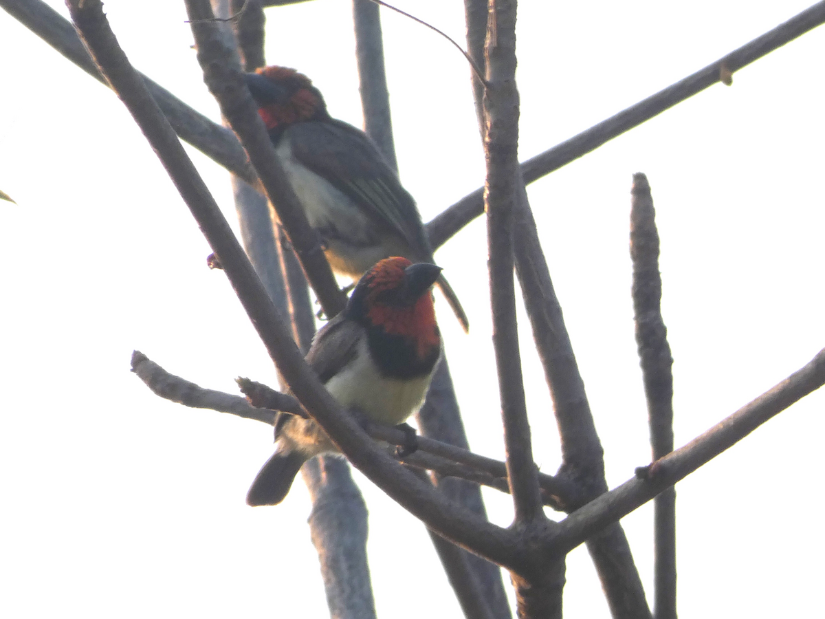 Black-collared Barbet - ML642580813